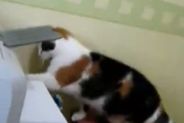 Кошка и принтер