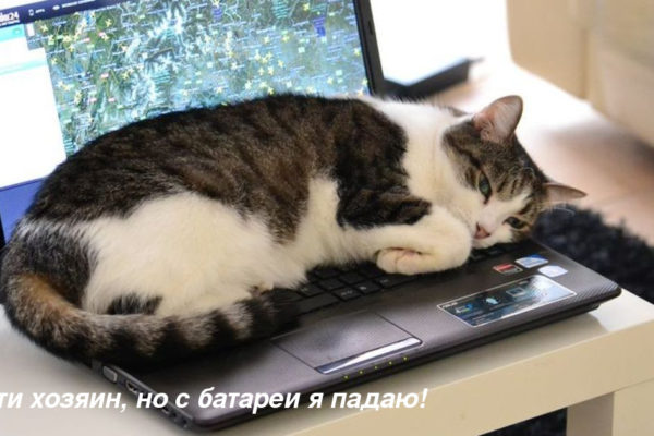 Кото-интернеты